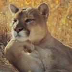 A cougar chillin