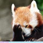 red panda facepalm