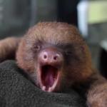 Yawning Sloth