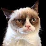 Grumpy Cat 2