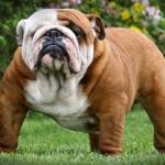 bulldog