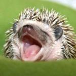 Motivational hedgehog