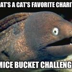 WHAT'S A CAT'S FAVORITE CHARITY? MICE BUCKET CHALLENGE | image tagged in bad joke eel | made w/ Imgflip meme maker