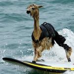 This Llama is surfing