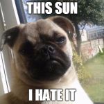 Grumpy Dog | THIS SUN I HATE IT | image tagged in grumpy dog | made w/ Imgflip meme maker