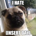 Grumpy Dog | I HATE [INSERT DAY] | image tagged in grumpy dog | made w/ Imgflip meme maker