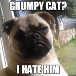 Grumpy Dog | GRUMPY CAT? I HATE HIM | image tagged in grumpy dog,grumpy cat | made w/ Imgflip meme maker