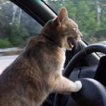 Cat Driving meme
