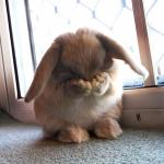 embarrassed bunny