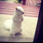 Albino Squirrel meme