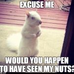 Albino Squirrel | EXCUSE ME WOULD YOU HAPPEN TO HAVE SEEN MY NUTS? | image tagged in albino squirrel | made w/ Imgflip meme maker