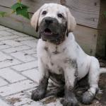 Muddy puppy