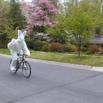 Bunny On Bike