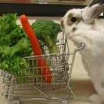 Bunny shopping