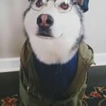 Hipster Husky