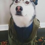 Hipster Husky | I WAS HATING THIS POST BEFORE YOU "LIKED" IT | image tagged in hipster husky,facebook,lolz,original | made w/ Imgflip meme maker