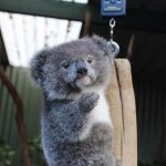 Baby Koala italian gesture | WHAT CASS LOOKS LIKE IN KOALA FORM | image tagged in baby koala italian gesture | made w/ Imgflip meme maker
