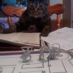 D&D Cat