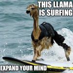 let's go surfing now all the Llamas learning how | THIS LLAMA IS SURFING EXPAND YOUR MIND | image tagged in this llama is surfing,memes | made w/ Imgflip meme maker
