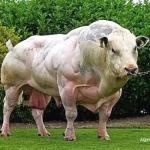 Buff cow
