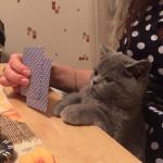 Poker Cat meme