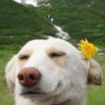 happy dog flower