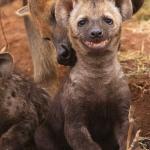 smile Hyena