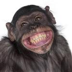 Happy Monkey NOW meme