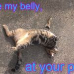 Kookie Cat UK | Tickle my belly, at your peril! | image tagged in kookie cat uk,cute,cat | made w/ Imgflip meme maker