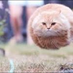 flying cat ball meme