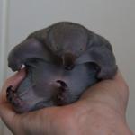 Baby Echidna 