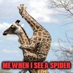 scared giraffe | ME WHEN I SEE A SPIDER | image tagged in scared giraffe,spiders | made w/ Imgflip meme maker
