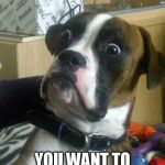 WHAT DO YOU MEAN YOU WANT TO GET A CAT? | image tagged in suprised boxer | made w/ Imgflip meme maker