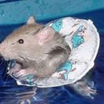 Swimming hamster