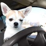Chihuahua_driver meme