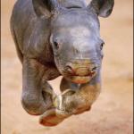 Baby Rhino