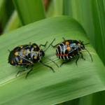 bugs on leaf