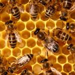 cars kill honeybees 