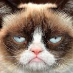 Grumpy cat glare