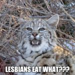 bobcat | LESBIANS EAT WHAT??? | image tagged in bobcat,surprised | made w/ Imgflip meme maker