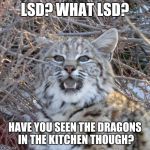 bobcat | LSD? WHAT LSD? HAVE YOU SEEN THE DRAGONS IN THE KITCHEN THOUGH? | image tagged in bobcat,lsd,surprised | made w/ Imgflip meme maker