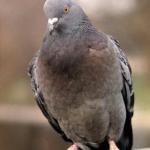 pigeon 