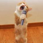 singingcat