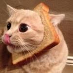 Toast Cat meme