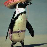 Mexican penguin