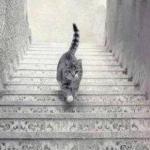 Escher Cat meme