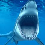 shark open mouth