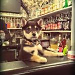 Bartender Puppy