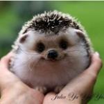 AdorbHedgehog meme