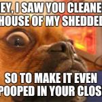 WUT | HEY, I SAW YOU CLEANED THE HOUSE OF MY SHEDDED FUR SO TO MAKE IT EVEN I POOPED IN YOUR CLOSET | image tagged in wut | made w/ Imgflip meme maker